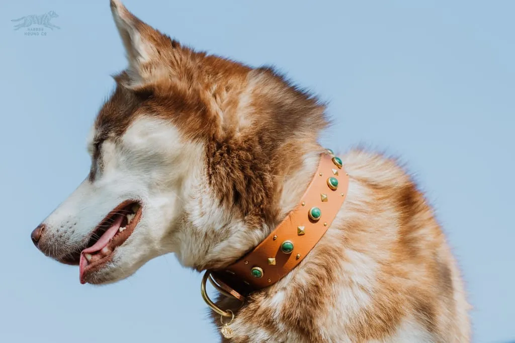 1.5" ASTERIA Gemstone Buckle Collar