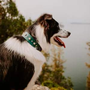 1.5" ASTERIA Gemstone Buckle Collar
